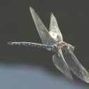 Lance-tipped darner