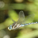 Lance-tipped darner