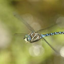 Lance-tipped darner