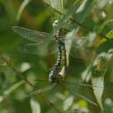 Lance-tipped darner