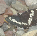 Lorquin's admiral