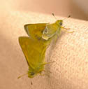 Woodland skipper