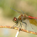 Meadowhawk