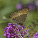 Milbert's tortoiseshell