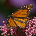 Monarch
