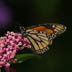 Monarch