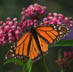 Monarch