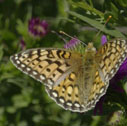 Mormon fritillary
