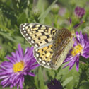 Mormon fritillary