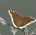 Mourning cloak