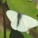 Mustard white