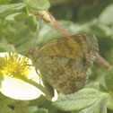Mylitta crescent