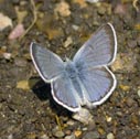 Northern blue