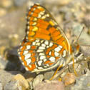 Northern checkerspot