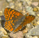 Northern checkerspot