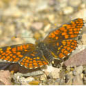 Northern checkerspot