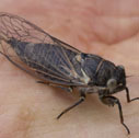 Cicada