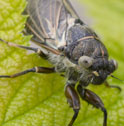 Cicada