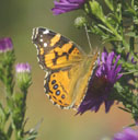 Painted lady