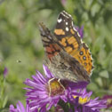 Painted lady