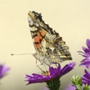 Painted lady