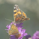 Painted lady