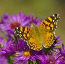 Painted lady