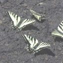 Pale swallowtail