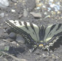 Pale swallowtail