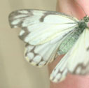 Pine white