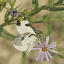 Pine white