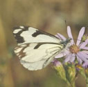 Pine white