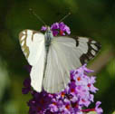 Pine white