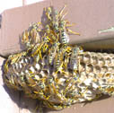 Umbrella (paper) wasps