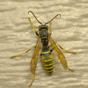 Umbrella (paper) wasps