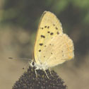 Purplish copper