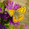 Purplish copper