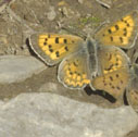 Purplish copper
