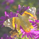 Red admiral