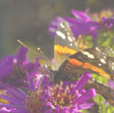 Red admiral