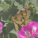 Sheep moth