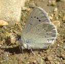 Silvery blue