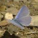 Silvery blue