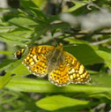 Tawny crescent