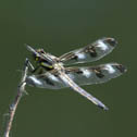 Twelve-spotted skimmer
