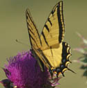 Two-tailed swallowtail