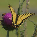 Two-tailed swallowtail