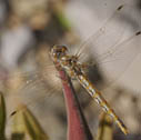 Variegated meadowhawk