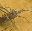 Western conifer seed bug