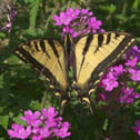 Western tiger swallowtail